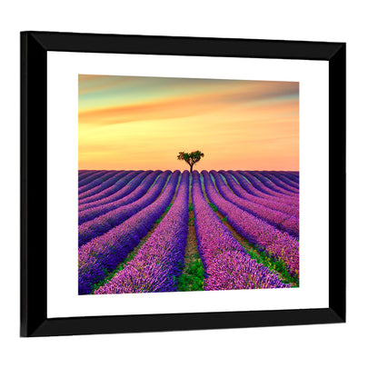Lavender Field with Solitary Tree Wall Art