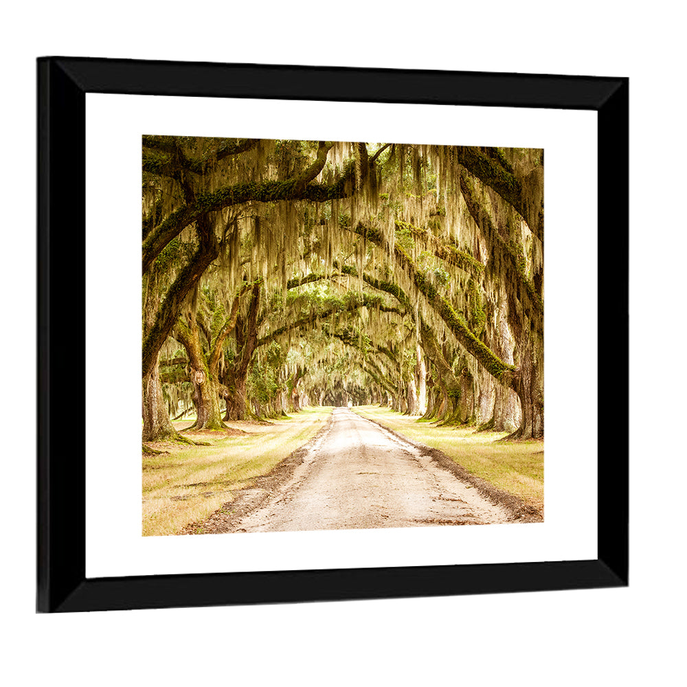 Oak Pathway Under Spanish Moss Wall Art