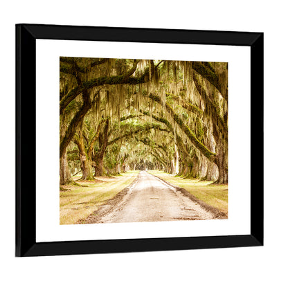 Oak Pathway Under Spanish Moss Wall Art