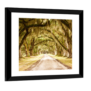 Pathway Under Deep Spanish Moss Wall Art