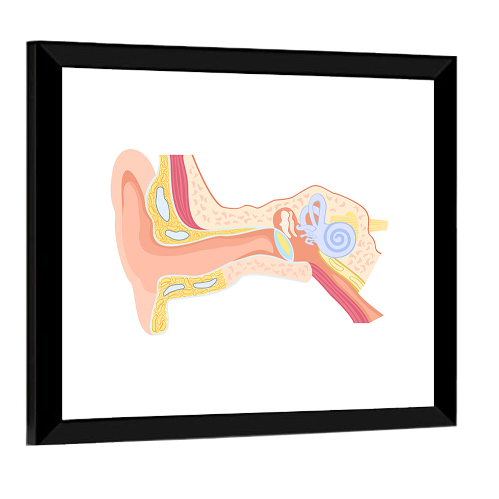 Human Ear Cross-section Diagram Wall Art