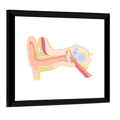 Human Ear Cross-section Diagram Wall Art