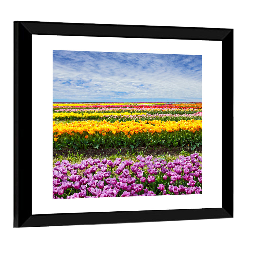 Rows of Colorful Tulip Fields Wall Art