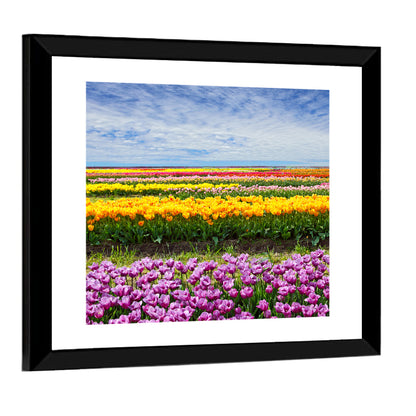 Rows of Colorful Tulip Fields Wall Art