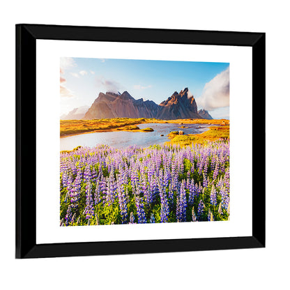 Lupine Fields at Vestrahorn Wall Art