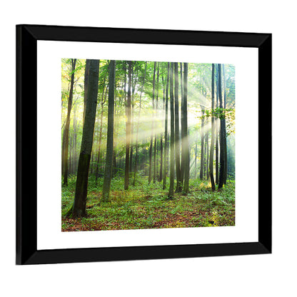 Morning Light in the Forest Wall Art