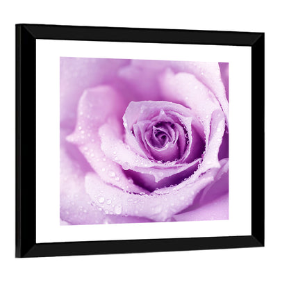 Purple Rose Close-up Wall Art