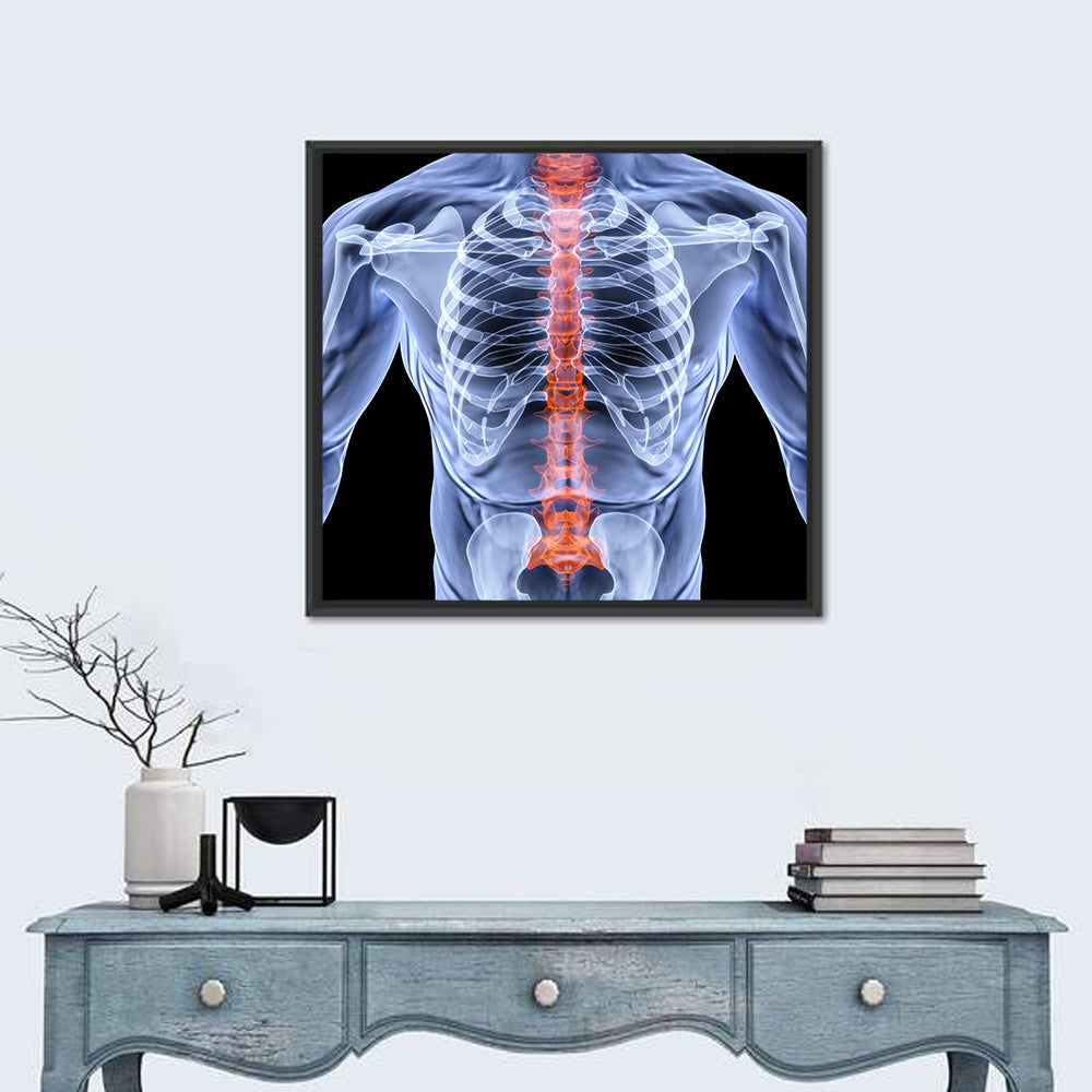Male Spine X-ray Illustration Wall Art