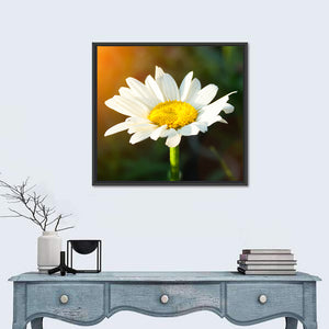 Single Daisy Flower At Sunset Wall Art