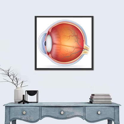Anatomical Eye Cross-section Wall Art
