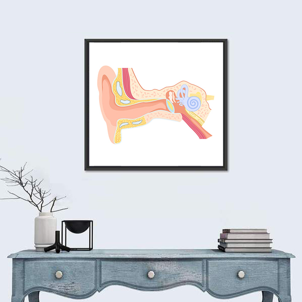 Human Ear Cross-section Diagram Wall Art