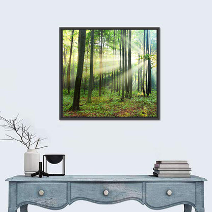 Morning Light in the Forest Wall Art