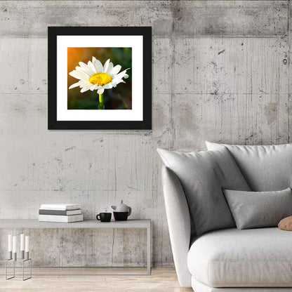 Single Daisy at Sunset Wall Art