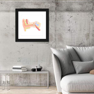 Human Ear Anatomy Wall Art