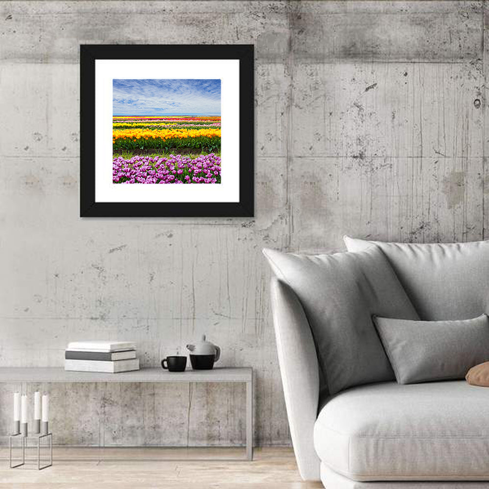 Rows of Colorful Tulip Fields Wall Art