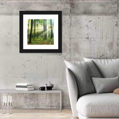 Morning Light in the Forest Wall Art