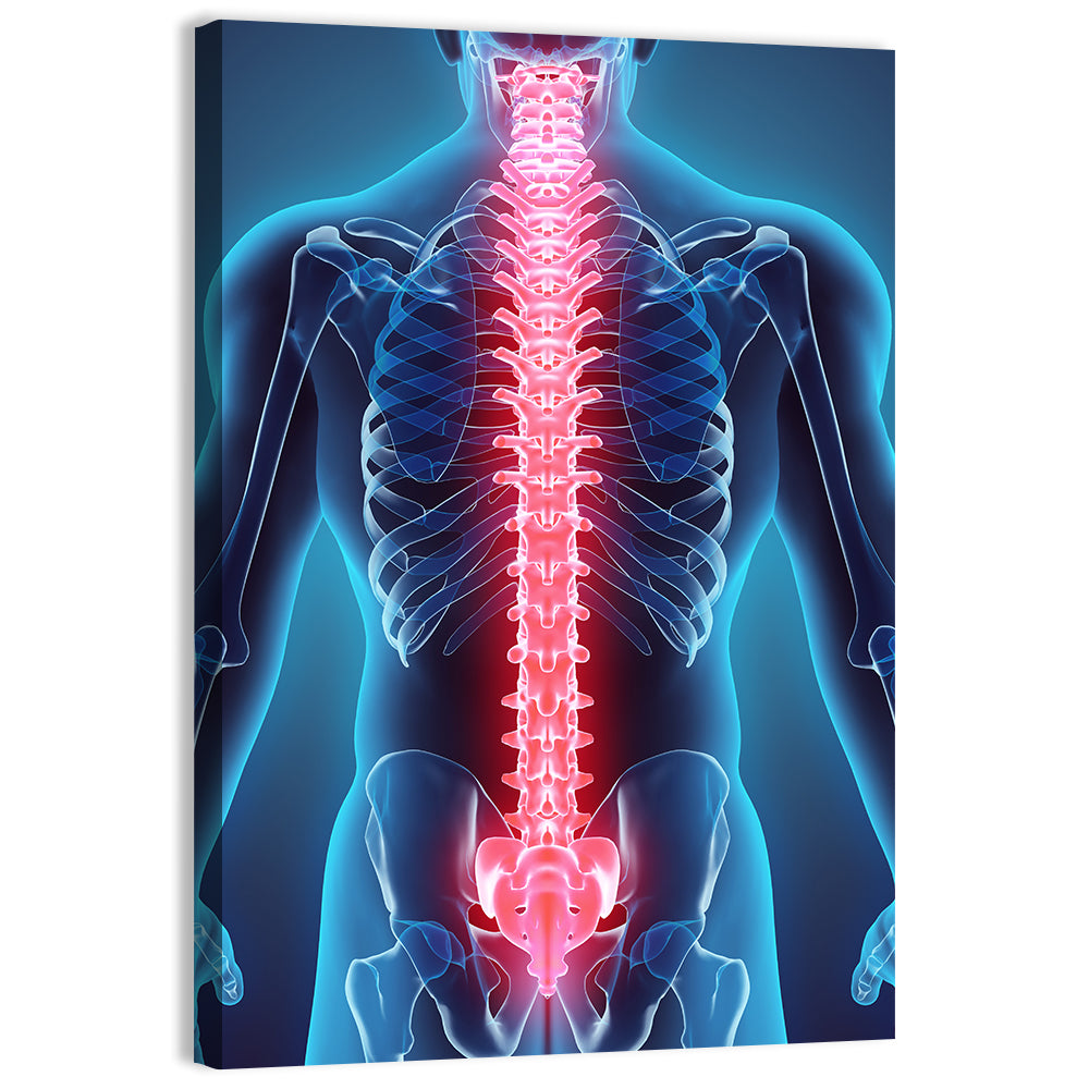 Human Spine Anatomy Illustration Wall Art