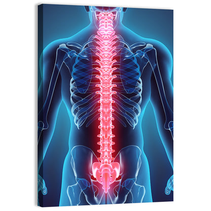 Human Spine Anatomy Illustration Wall Art