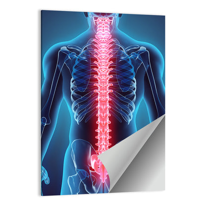 Human Spine Anatomy Illustration Wall Art