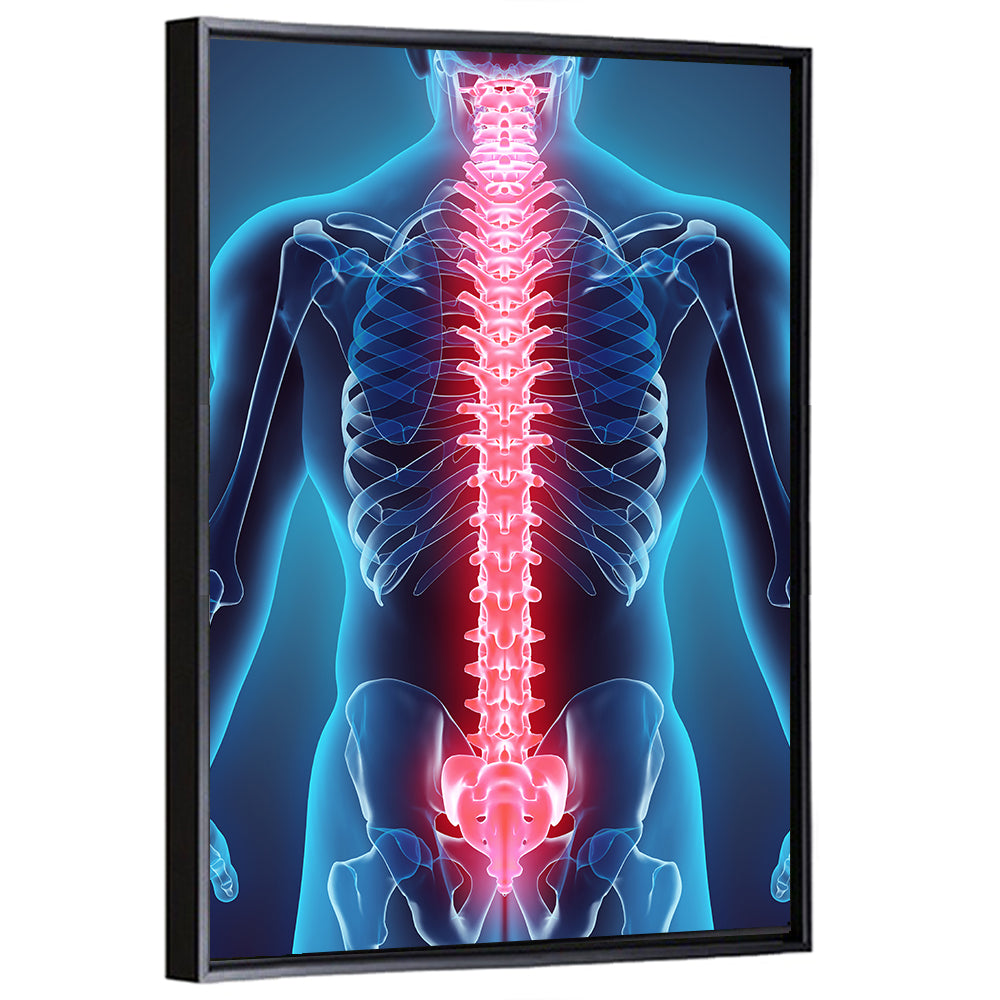 Human Spine Anatomy Illustration Wall Art