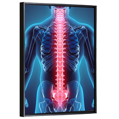 Human Spine Anatomy Illustration Wall Art