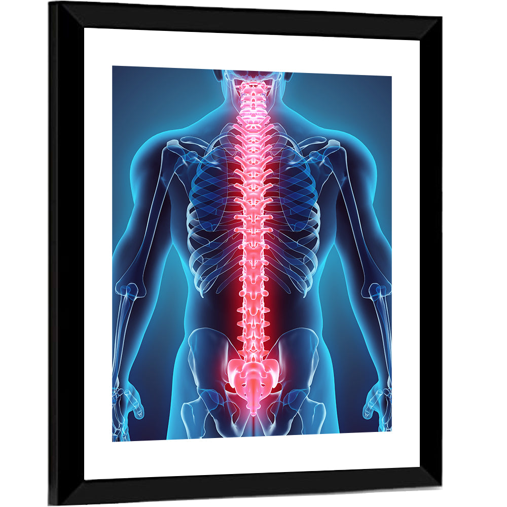Human Spine Anatomy Illustration Wall Art