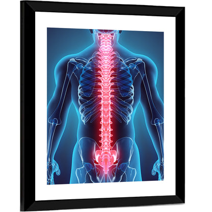 Human Spine Anatomy Illustration Wall Art