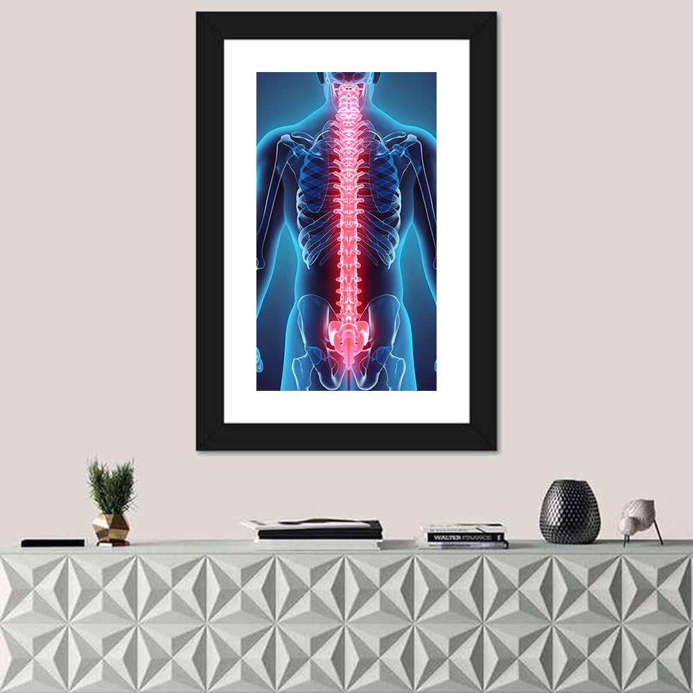 Human Spine Anatomy Illustration Wall Art