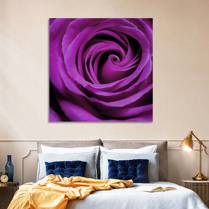 Purple Rose Close-up Wall Art