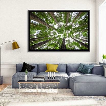 Redwood Forest Canopy Wall Art