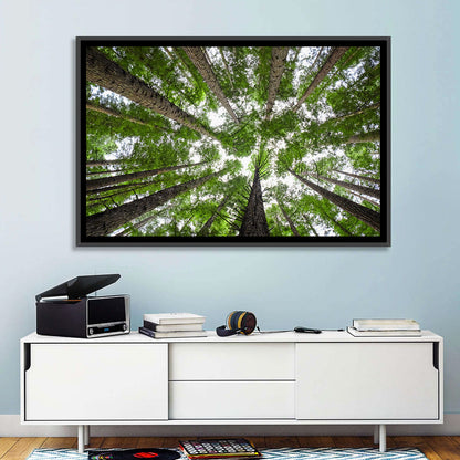 Redwood Forest Canopy Wall Art