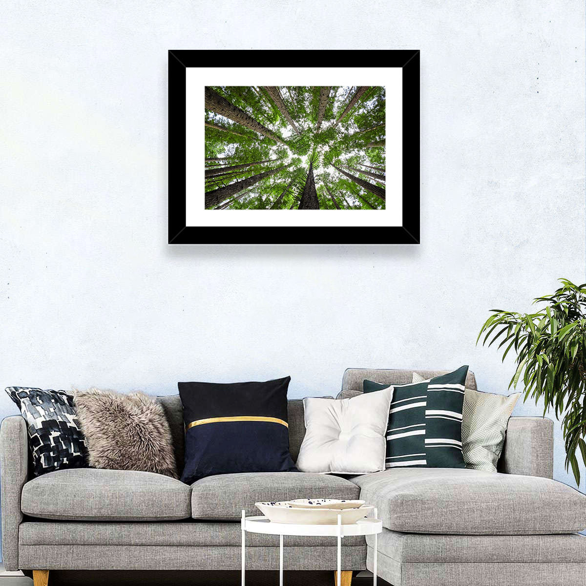 Redwood Forest Canopy Wall Art