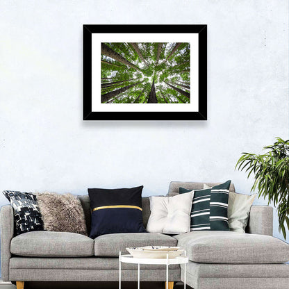 Redwood Forest Canopy Wall Art