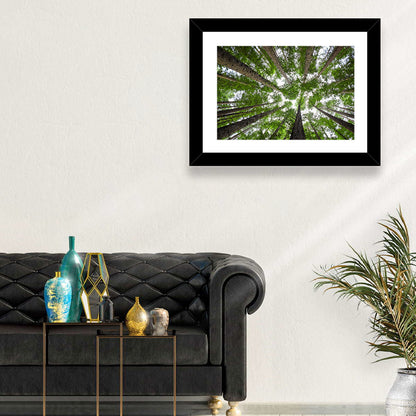 Redwood Forest Canopy Wall Art