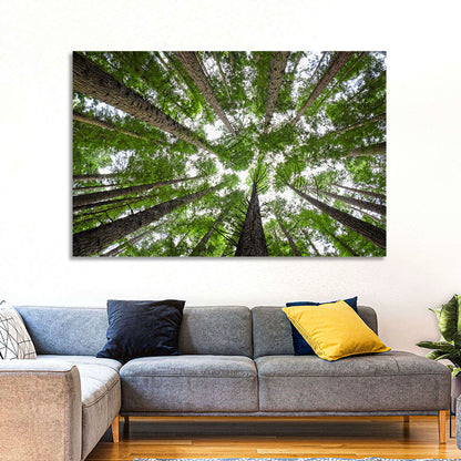 Redwood Forest Canopy Wall Art