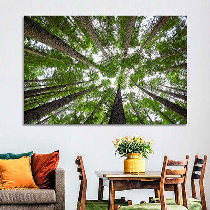 Redwood Forest Canopy Wall Art