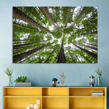 Redwood Forest Canopy Wall Art