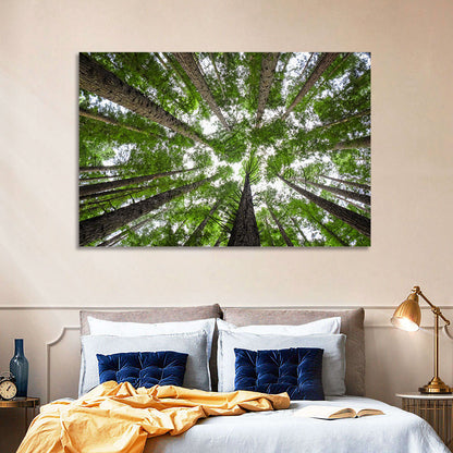 Redwood Forest Canopy Wall Art