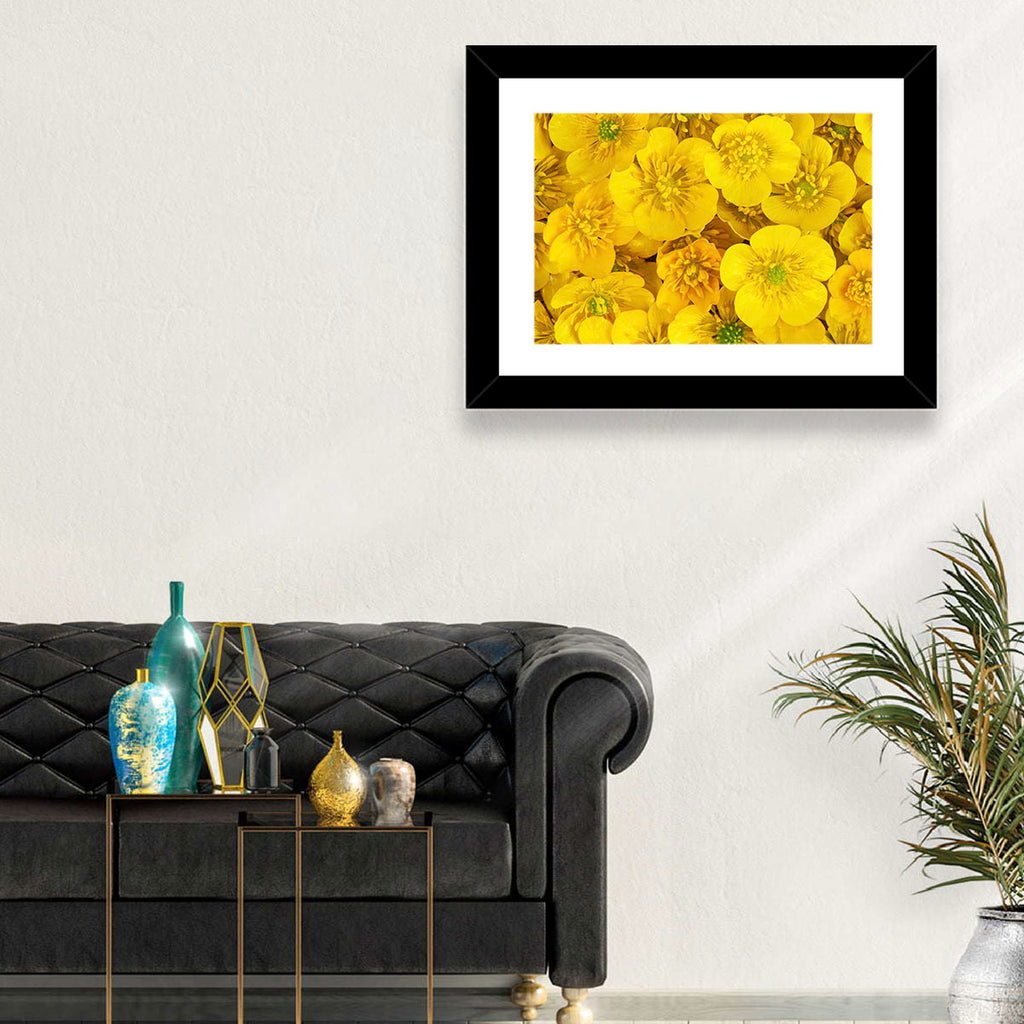 Yellow Buttercup Close-up Wall Art