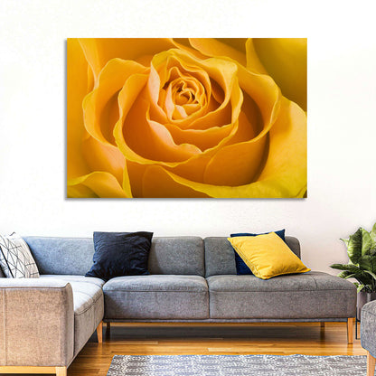 Yellow Rose Close-up Wall Art