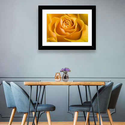 Yellow Rose Close-up Wall Art