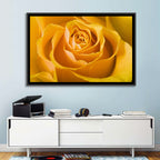 Yellow Rose Close-up Wall Art