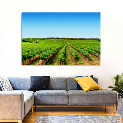 Sunlit Vineyard Rows Wall Art