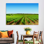 Sunlit Vineyard Rows Wall Art