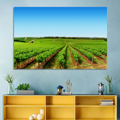 Sunlit Vineyard Rows Wall Art