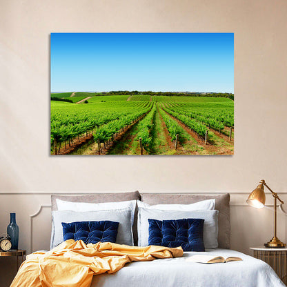 Sunlit Vineyard Rows Wall Art