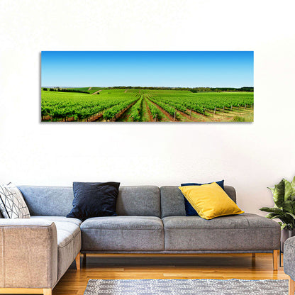 Sunlit Vineyard Rows Wall Art