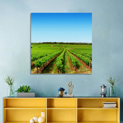 Sunlit Vineyard Rows Wall Art
