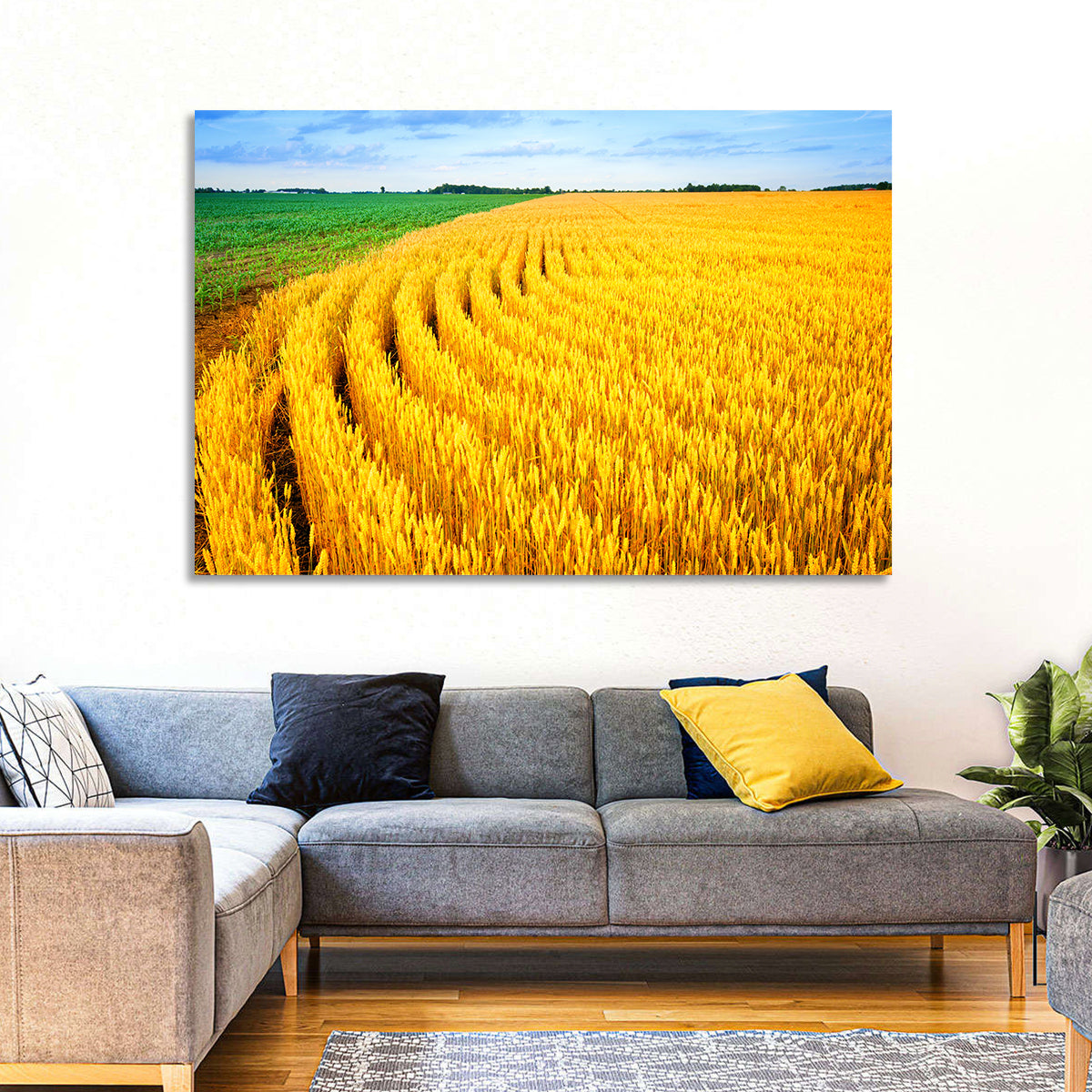 Summer Wheat Field with Curved Paths Wall Art in a room, landscape