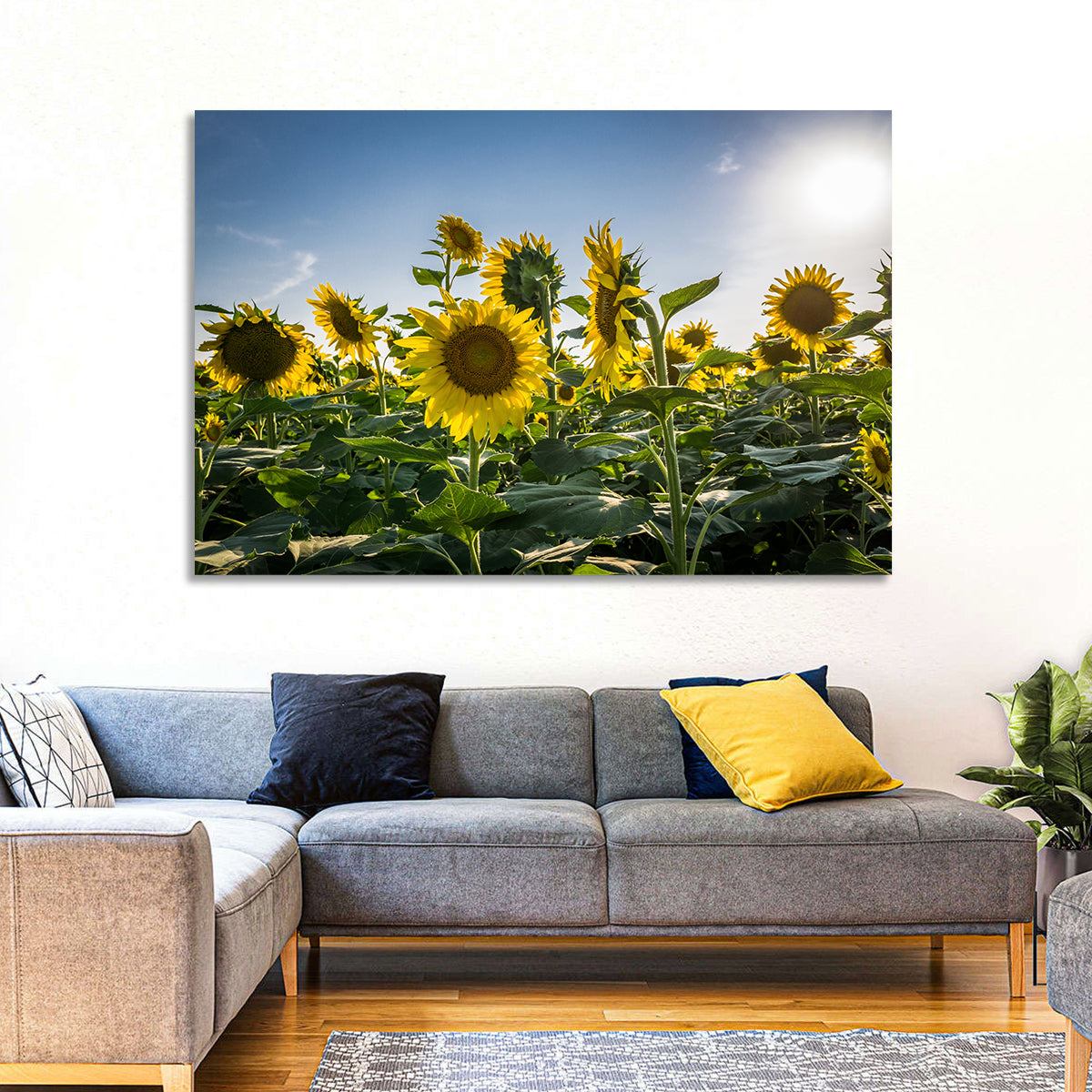 Backlit Sunflower Field Wall Art in a room, landscape